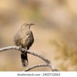 多寶彩票官网安全性分析:如何保障你的购彩信息与资金安全 71cpl89595