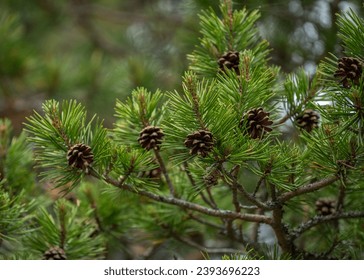 18036期开奖结果震撼揭晓，幸运号码花落谁家？